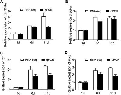 Identification of testis development-related genes by combining Iso-Seq and RNA-Seq in Zeugodacus tau